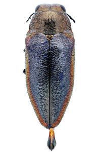 Stanwatkinsius lindi, PL0812C, on Hakea cycloptera, 7.1 × 2.9 mm